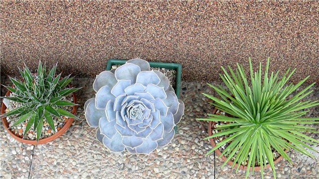 echeveria lilacina